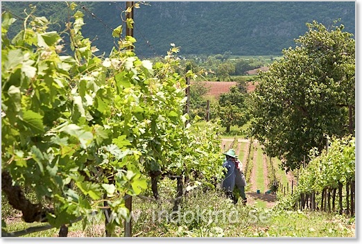 PB Valley Khao Yai Winery Thailand